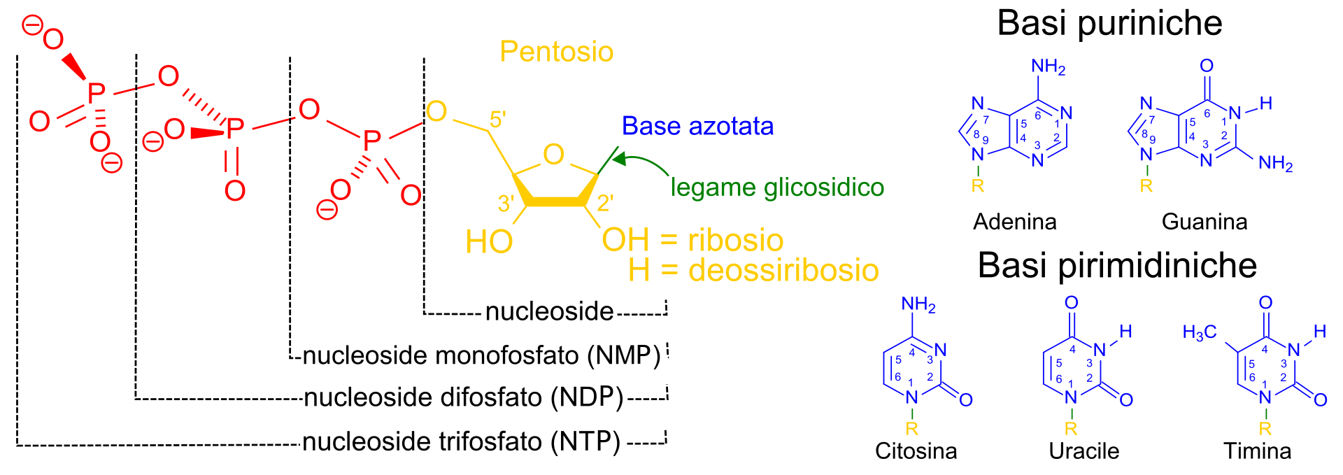 nucleotide